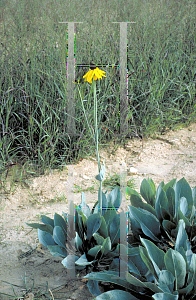 Picture of Rudbeckia maxima 