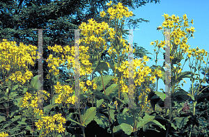 Picture of Silphium perfoliatum 
