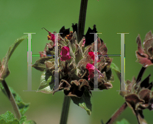 Picture of Salvia spathacea 
