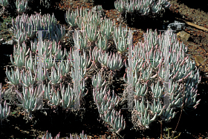Picture of Dudleya virens 