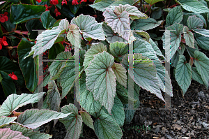 Picture of Begonia coccinea 'Sinbad'