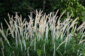 Picture of Pennisetum orientale 'Tall Tails'