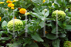 Picture of Zinnia elegans 'Benary's Giant Lime'