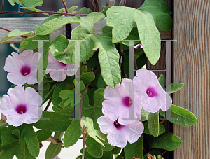 Picture of Ipomoea andersonii 