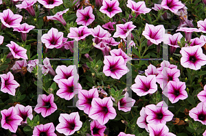 Picture of Petunia x hybrida 'Sweet Surprise Pink Vein'