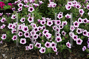 Picture of Petunia x hybrida 'Sweet Surprise Purple Vein'