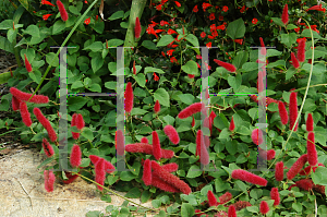 Picture of Acalypha repens 