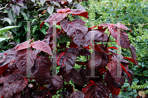 Picture of Acalypha wilkesiana 'Louisiana Red'