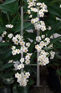 Picture of Euphorbia fulgens 'Alba'
