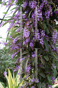 Picture of Hardenbergia violacea 'Happy Wanderer'