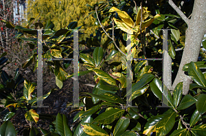 Picture of Magnolia grandiflora 'Variegata'