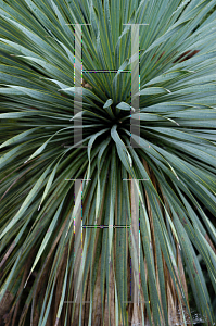 Picture of Yucca rostrata 
