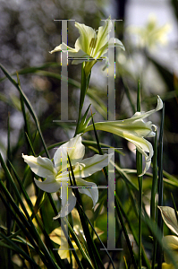 Picture of Gladiolus tristis 