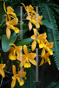 Picture of X Laeliocattleya  'Gold Digger'