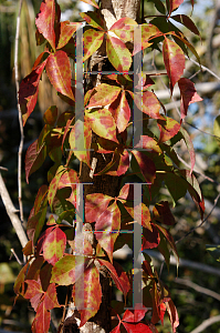 Picture of Parthenocissus quinquefolia 
