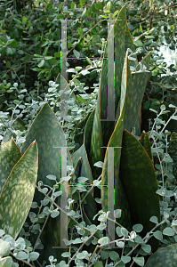 Picture of Sansevieria grandis 