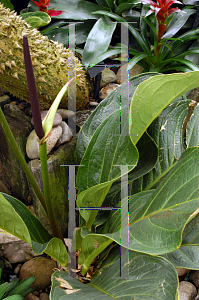 Picture of Anthurium jenmannii 