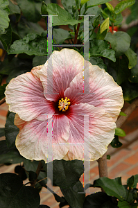 Picture of Hibiscus rosa-sinensis 'Smoky Mountian'