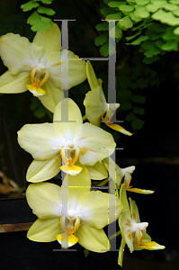 Picture of Phalaenopsis x 'Paula Lawrence'