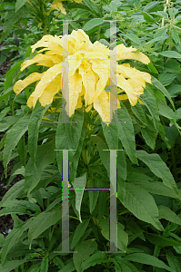Picture of Amaranthus tricolor 'Aurora'