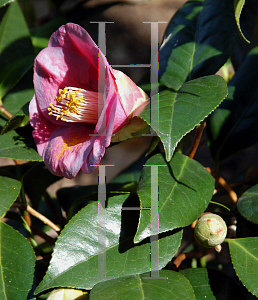 Picture of Camellia japonica 'Unryu'