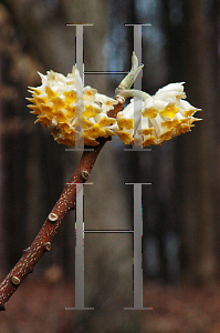 Picture of Edgeworthia chrysantha 