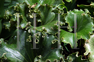 Picture of Farfugium japonicum 'Crispata'