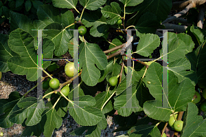 Picture of Ficus carica 