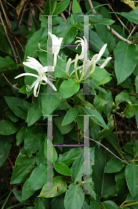 Picture of Lonicera japonica 