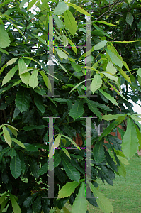 Picture of Quercus germana 