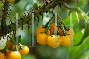 Picture of Solanum pyracanthum 