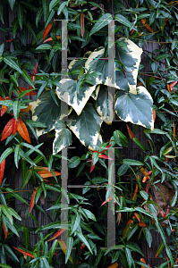 Picture of Trachelospermum jasminoides 