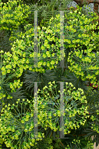 Picture of Euphorbia characias 
