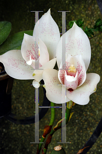 Picture of Lycaste tricolor 