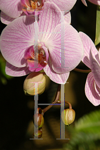 Picture of Phalaenopsis x 'York'