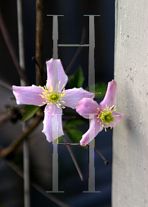Picture of Clematis montana var. rubens 