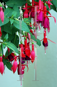 Picture of Fuchsia x 'Lord Beaconsfield'