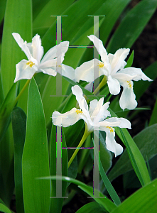Picture of Iris cristata 'Alba'