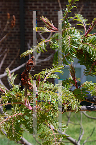 Picture of Rhus typhina 