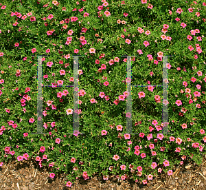 Picture of Calibrachoa  'Colorful Expressions Cranberry'