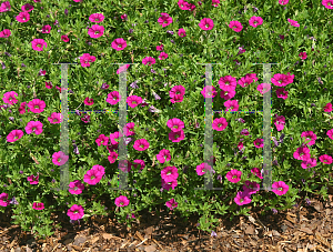 Picture of Calibrachoa  'Colorful Expressions Rose'