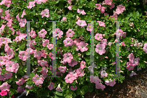 Picture of Petunia x hybrida 'Easy Wave Shell Pink'
