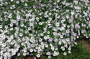 Picture of Petunia x hybrida 'Tidal Wave Silver'