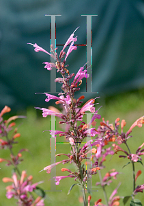 Picture of Agastache  'Acapulco Salmon & Pink'