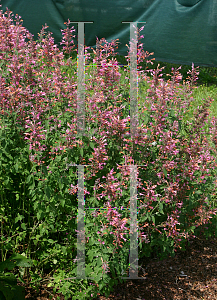 Picture of Agastache  'Acapulco Salmon & Pink'