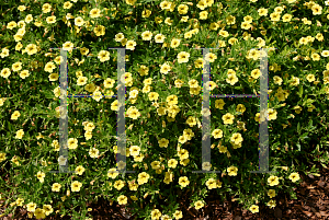 Picture of Calibrachoa  'Colorful Expressions Deep Yellow'