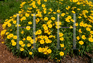 Picture of Coreopsis  'Experimental Coreopsis COR118'
