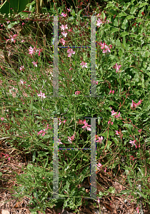 Picture of Oenothera lindheimeri 'Pink Whirling Butterflies'