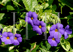 Picture of Thunbergia battiscombei 'Blue Glory'