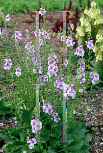 Picture of Verbascum  'Lavender Lass'